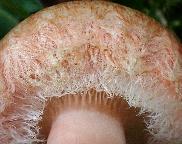 ryzec kravský - Lactarius torminosus