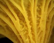 liška nálevkovitá - Craterellus tubaeformis