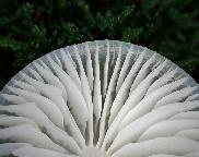 slizečka porcelánová - Oudemansiella mucida