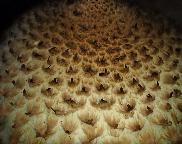 šupinovka kostrbatá - Pholiota squarrosa