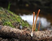 kyj rourkovitý, Macrotyphula fistulosa