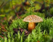 hřib (klouzek) strakoš - Suillus variegatus