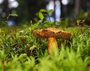 hřib (klouzek) strakoš - Suillus variegatus