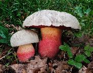 Hřib satan (Rubroboletus satanas)