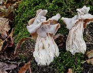 Chřapáč kadeřavý (Helvella crispa)