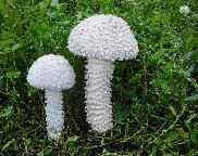 Muchomůrka Vittadiniho (Saproamanita vittadinii)