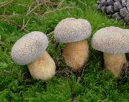 hřib (klouzek) strakoš - Suillus variegatus