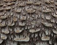 Bedla vysoká (Macrolepiota procera)