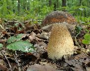 Hřib bronzový (Boletus aereus)