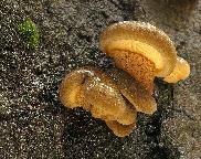Pařezník pozdní (Sarcomyxa serotina)