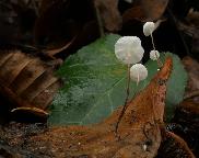 Špička břečťanová (Marasmius epiphylloides)
