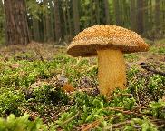 hřib (klouzek) strakoš - Suillus variegatus