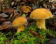 hřib (klouzek) strakoš - Suillus variegatus