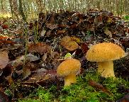 hřib (klouzek) strakoš - Suillus variegatus