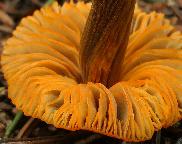 Helmovka zlatobřitá (Mycena aurantiomarginata)