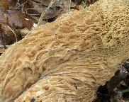 Hřib dubový (Boletus reticulatus)