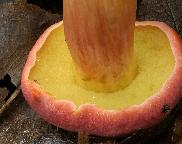 Hřib meruňkový (Rheubarbariboletus armeniacus)