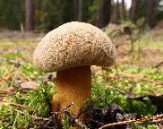 hřib (klouzek) strakoš - Suillus variegatus