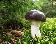 slizák mazlavý - Gomphidius glutinosus