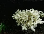korálovec bukový - Hericium coralloides
