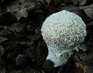 pýchavka závojová - Lycoperdon mammiforme