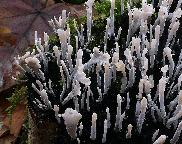 dřevnatka parohatá - Xylaria hypoxylon