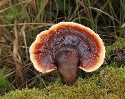 lesklokorka jehličnanová Ganoderma carnosum