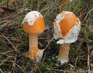 muchomůrka šafránová Amanita crocea