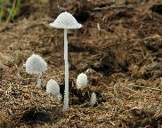 hnojník výkalový Coprinopsis stercorea