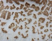 bedla štíhlá Macrolepiota mastoidea