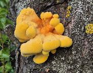 sírovec žlutooranžový, Laetiporus sulphureus