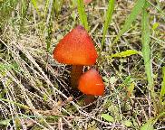 voskovka, Hygrocybe sp.