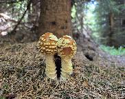 muchomůrka královská, Amanita regalis