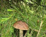Kozák, Leccinum sp.