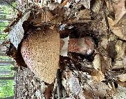 Mochomůrka růžovka, Amanita rubescens