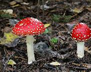 muchomůrka červená - Amanita muscaria