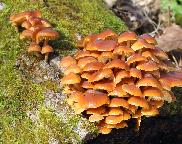 penízovka sametonohá - Flammulina velutipes