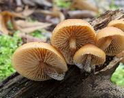 čepičatka zvoncovitá - Galerina sideroides