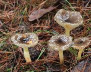 šťavnatka pomrazka - Hygrophorus hypothejus