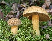 hřib (klouzek) strakoš - Suillus variegatus