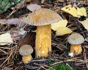 hřib (klouzek) strakoš - Suillus variegatus