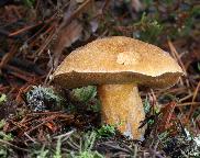 hřib (klouzek) strakoš - Suillus variegatus