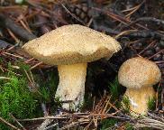 hřib (klouzek) strakoš - Suillus variegatus
