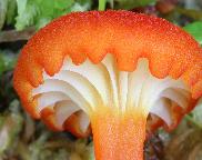 voskovka vroubkovaná - Hygrocybe coccineocrenata