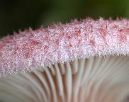 ryzec osténkatý - Lactarius spinosulus