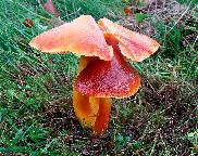 voskovga granátová - Hygrocybe punicea
