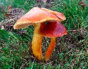 voskovga granátová - Hygrocybe punicea