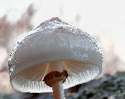 slizečka porcelánová - Oudemansiella mucida