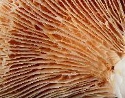 ryzec krátkonohý - Lactarius acerrimus